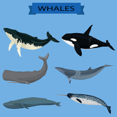 Fototapeta premium Whales image vector collection for postcards, posters, logos, labels and other design and illustration needs.