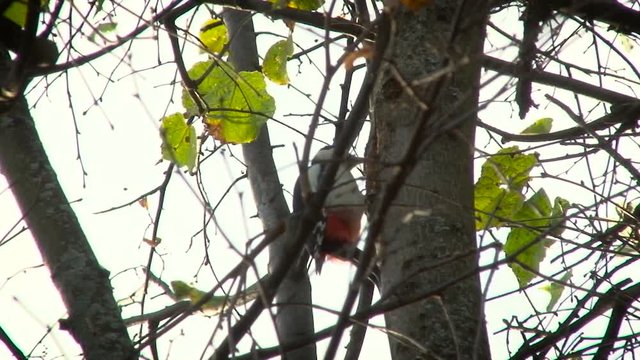 Woodpecker on the Birch Working. Summer