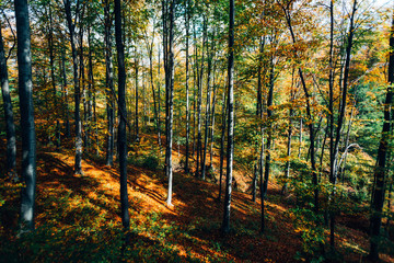 Obraz premium Autumn forest