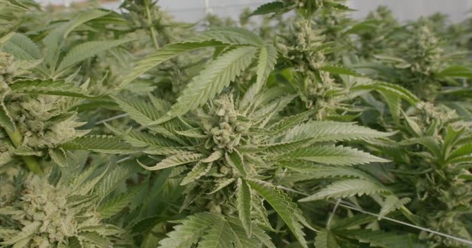 Grow Room Full of Cannabis Indica Marijuana Plants