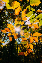  Sun shining through leaves