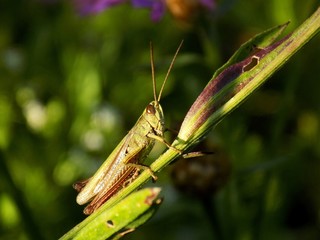 Grasshopper on meadow plant in wild nature during spring