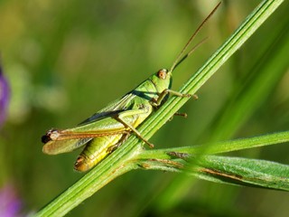 Grasshopper on meadow plant in wild nature during spring