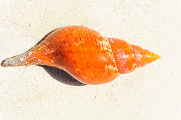 BEACH WINKLE: Winkle on wet sand beach