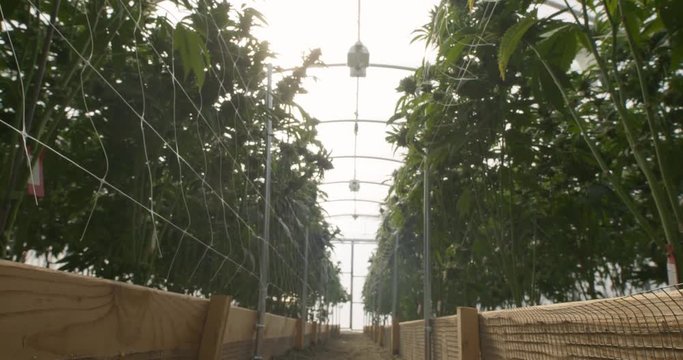 Marijuana Grow Operation Ground Floor View of Plants in Greenhouse