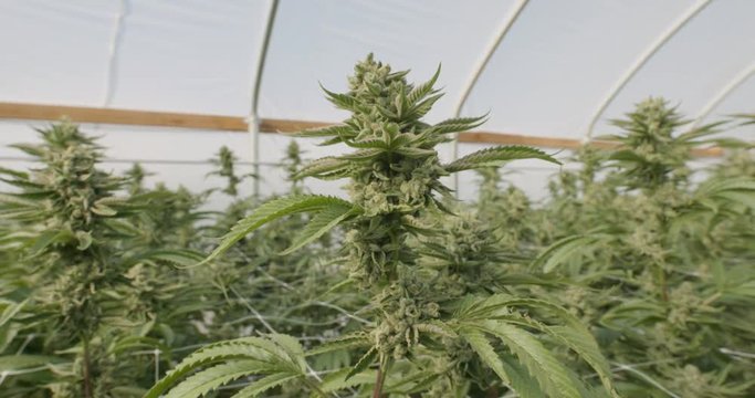 Pull Away Shot Cannabis Indica Marijuana Plants Growing Legal Recreational Commercial Farm