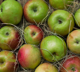 Pile of colorful organic apples during harvest time are ready for customers