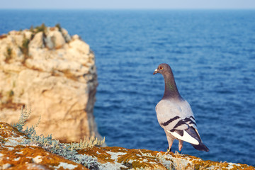 Dove sitting on a rock in the sea and sky background
