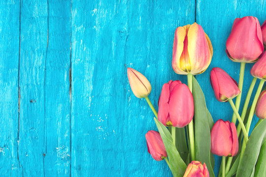Frame of tulips on turquoise rustic wooden background. Spring fl
