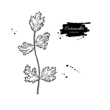 Coriander plant vector hand drawn illustration. Isolated spice o
