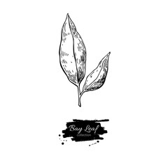Bay leaf vector hand drawn illustration. Isolated spice object.