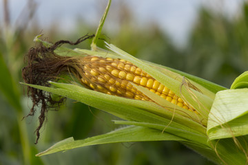 Ear of corn against a field under clouds