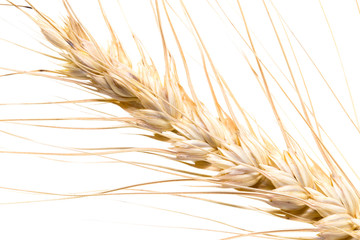 Fototapeta premium wheat on a white background. macro
