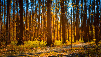panorama of the forest with sunlight