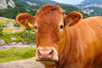 A herd of cows grazing on mountain slopes. Cow looking to the frame. Mountain landscape
