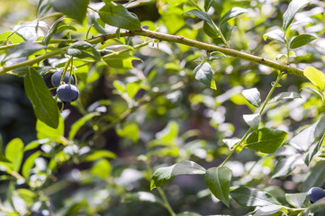 Blueberry bush