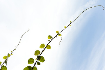 Kiwi vines growing upwards with sky in background.