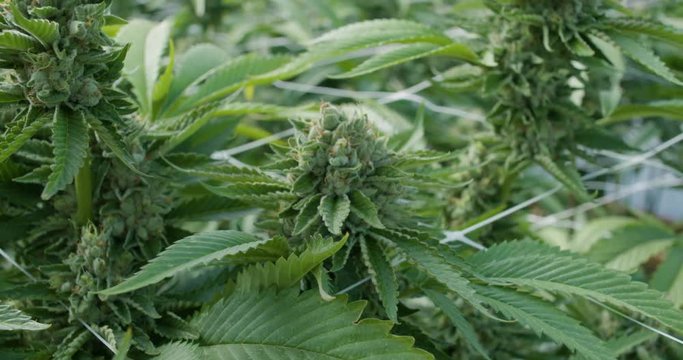 Close up Pull Away on Marijuana Plants