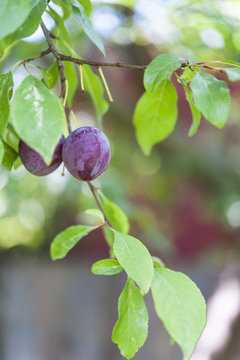 Two ripe purple plums growing on a plum tree with a fence in the background.