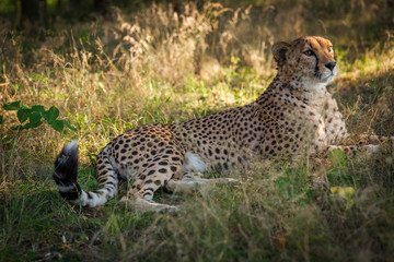 Cheetah relaxes in a forest in summer