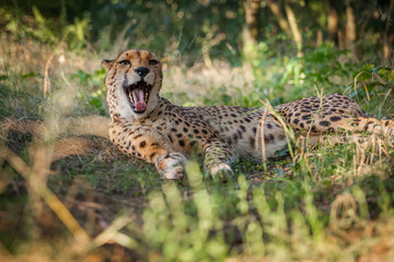 Cheetah relaxes in a forest in summer
