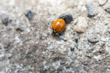Close up of ladybug on stone paving