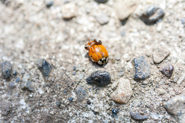 Close up of an ant attacking a ladybug