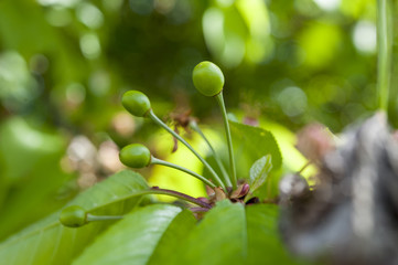 Close up of cherry buds on cherry tree.