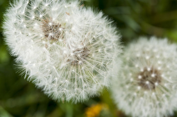 Close up of three dandelion heads that have gone to seed.