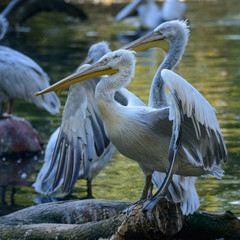 White Pelican (Pelecanus onocrotalus) also known as the Eastern White Pelican, Rosy Pelican or White Pelican is a bird in the pelican family