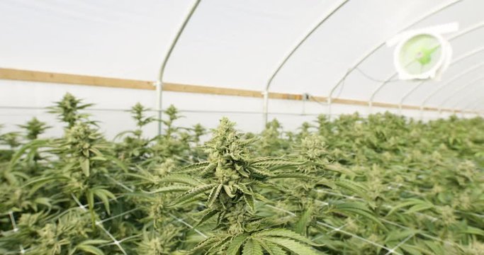 Marijuana Plants Commercial Grow Operation Shallow Depth of Field DOF