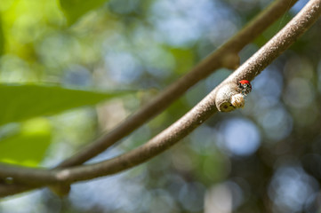 Ladybug climbing a kiwi vine