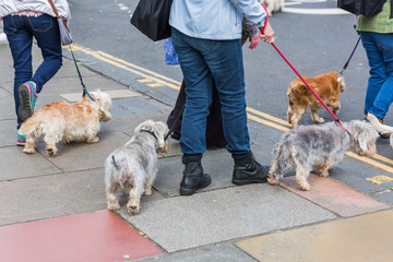 people with Dandie Dinmont Terrier in the city