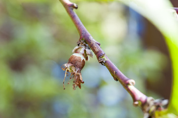 Peach tree bud