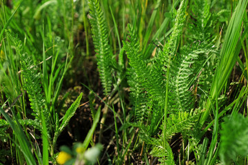 Summer meadow green grass background