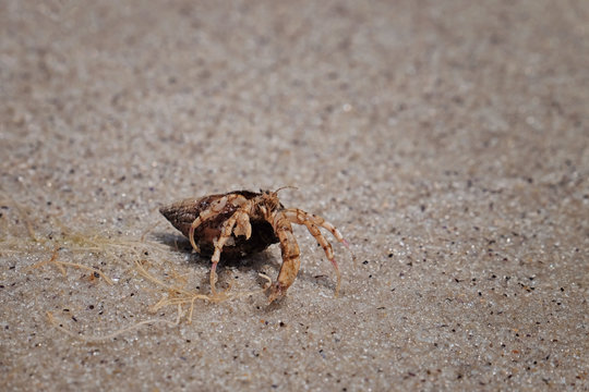 Small hermit crab crawling on wet sand