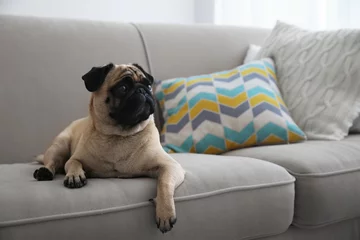 Crédence de cuisine en verre imprimé Chien Pug dog on couch