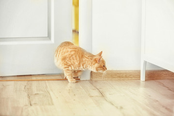 Curious cat entering room