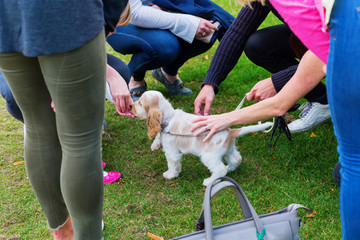 people stroking a cute puppy