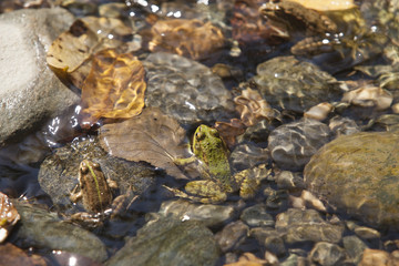 green frog
