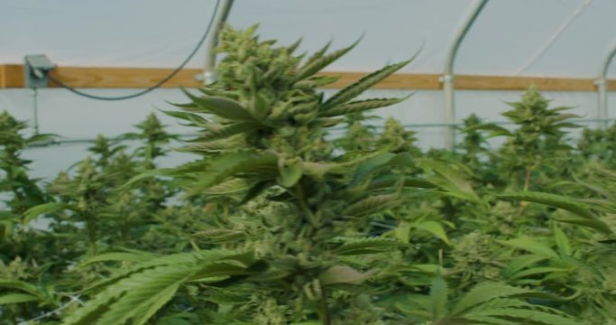 Pan Around Commercial Marijuana Grow Operation