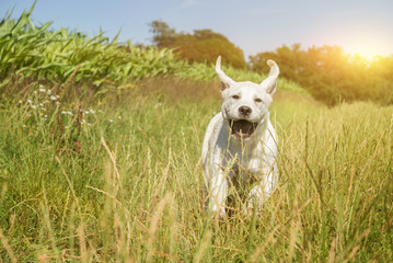 Junger weißer kleiner Labrador Retriever Hund Welpe rennt auf einem Weg bei Sonnenuntergang und macht dabei ein lustiges Gesicht
