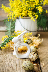 spring time, yellow mimosa flowers