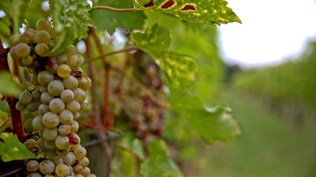 Ripe grapes on vineyard close up