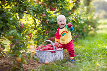 Baby boy picking apples in fruit garden