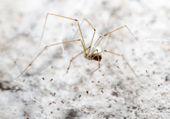 spider on a web. macro