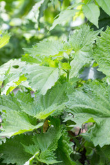 Japanese basil called Shiso