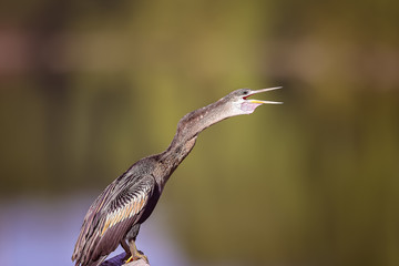 Double Crested Cormorant