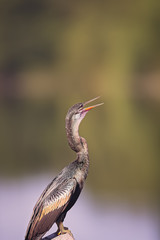 Double Crested Cormorant