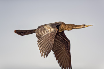 Double Crested Cormorant